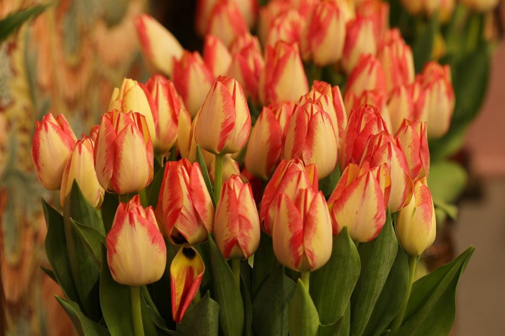 flowers, tulips, flower buds-7852194.jpg